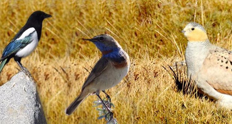 Best Bird Watching Trails in Ladakh