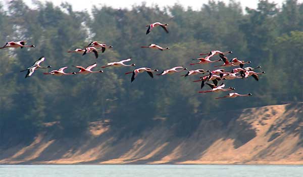 Chilka lake bird sanctuary