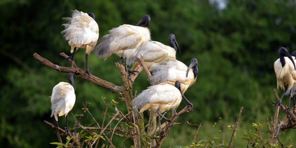 Gudavi Bird Sanctuary