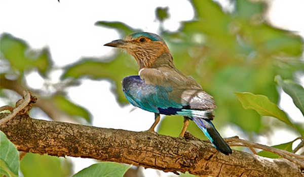 Mayani Bird Sanctuary