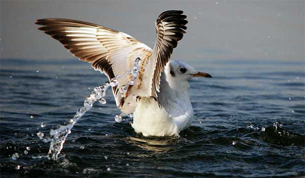 Nal Sarovar Bird Sanctuary