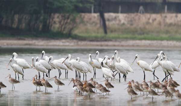 Sultanpur bird sanctuary