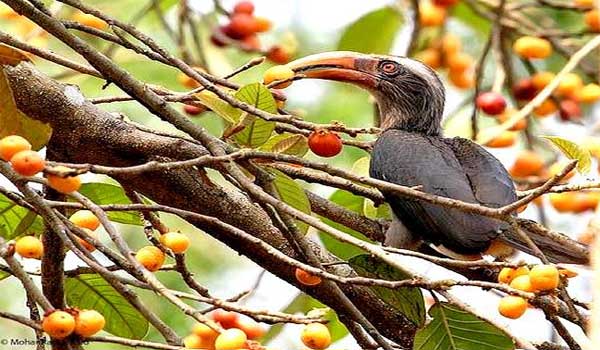 Thattekkad Bird Sanctuary