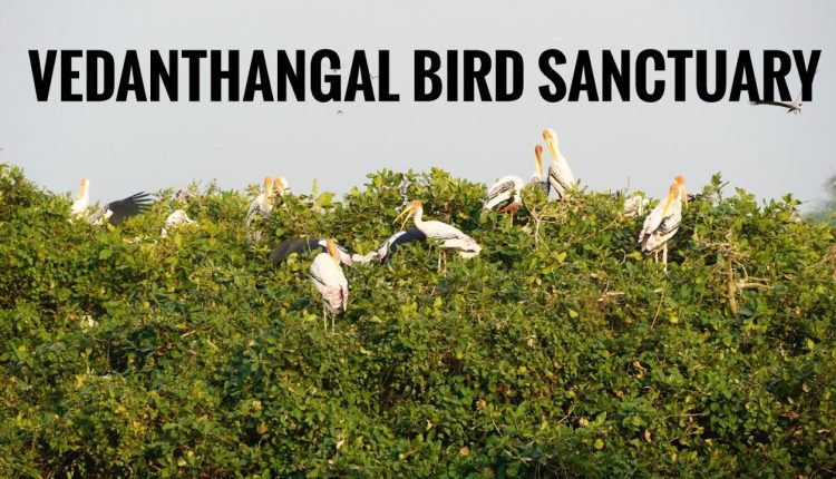 Vedanthangal Bird Sanctuary
