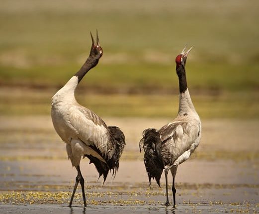 most famous bird sanctuaries