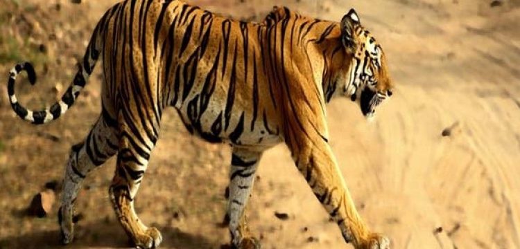 bandhavgarh national park