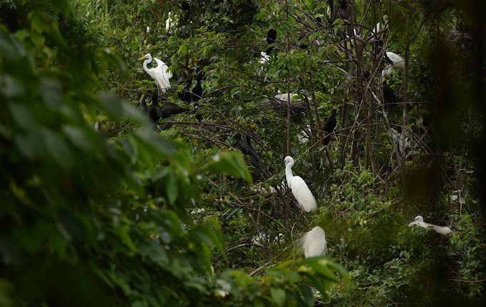 Kumarakom Bird Sanctuary