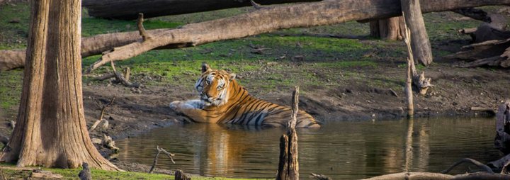 Tiger at Pench National Park
