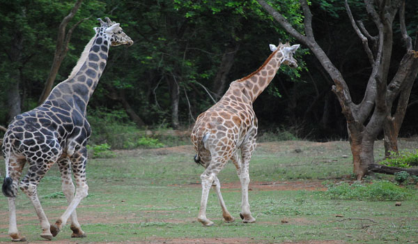 Arignar Anna Zoological Park