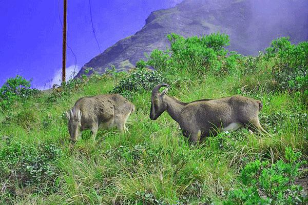 Eravikulam National Park (1)