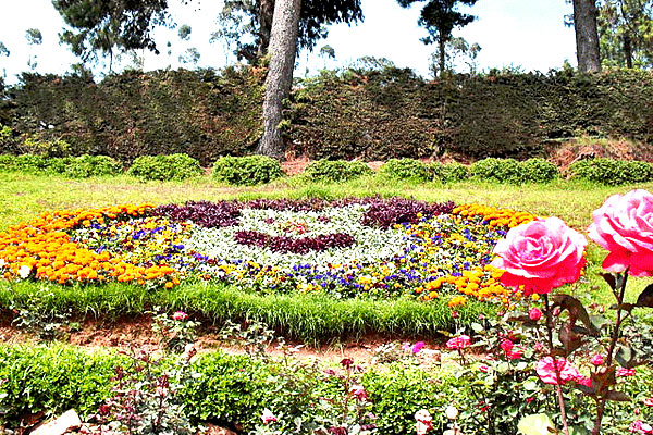 Rose garden