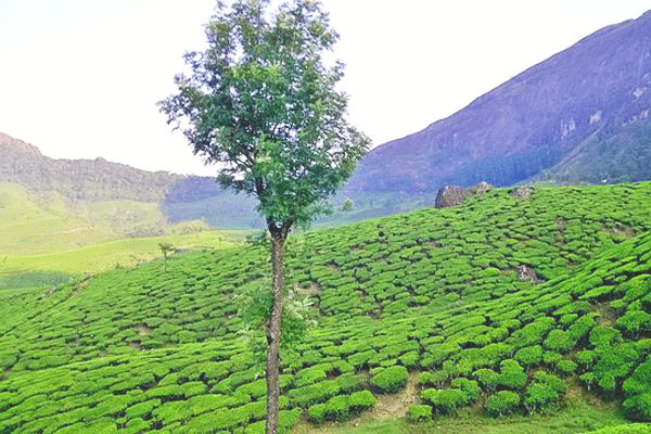Tea Estates Munnar