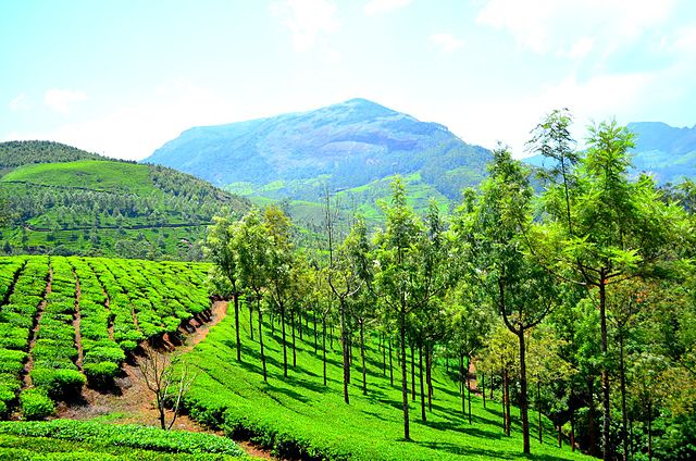 Munnar hill station