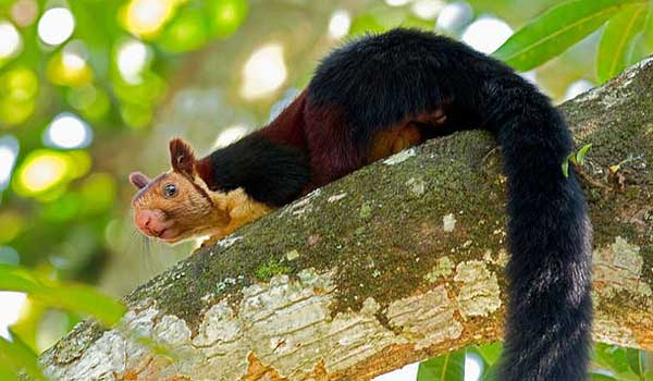 Bhimashankar Wildlife Sanctuary