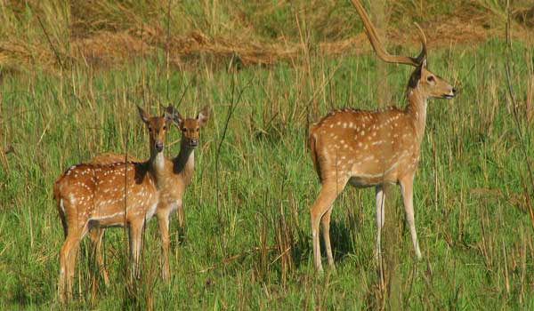 Jim Corbett National Park