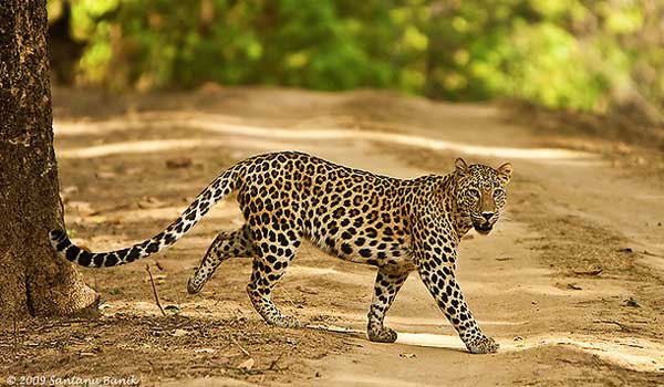 Kanha Tiger Reserve