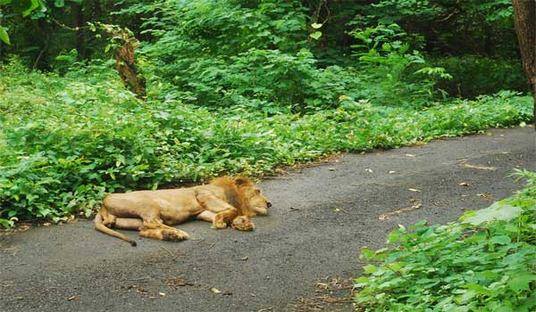 Sanjay Gandhi National Park