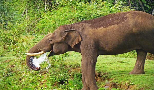 Wayanad Wildlife Sanctuary